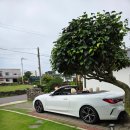 저단48 | 09. 제주도 BMW 420i 컨버터블 렌트 후기