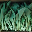 평창농원 이미지