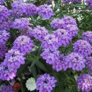 이베리스 이미지