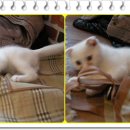 고양이숲 이미지