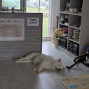 글램독통영 이미지