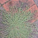 2025 산행일지 070회차 태화강=＞구영리=＞선바위=＞망성교=＞반연천=＞울산과학기술원 (2122) 이미지