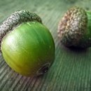 도토리의꿈 이미지