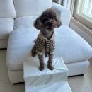 오&Pet | 강아지 계단 1040PET 2단 3단 방수 PE화이트 계단 ㅡ 제티가 사용해본 내돈내산 후기