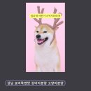 인천논현 요미독앤캣 강아지분양 고양이분양 | 반려동물분양 추천 강남 요미독앤캣 강아지분양 고양이분양 합리적 가격 전문 상담