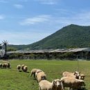 드림한우농장 이미지