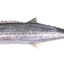 바다세상 이미지