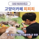 펫스테이션 | 부산 고양이카페 피피피 펫스테이션점 후기 부산 실내 아이와 가볼만한 곳 추천