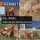 게르메스 | 광주 근교 장성 대형견 애견카페 &#34;게르메스, GERMETH&#34;