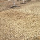 괴산군농업기술센터 | 괴산군 농업기술센터에서 전지가지를 파쇄하여 준다