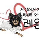 도그파파안 이미지