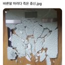 바른말 하려다 죽은 충신 이미지