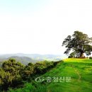 성흥산 이미지