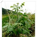 은행나무 농장 이미지