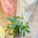 신월동191 이미지