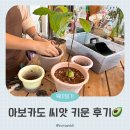 수경꽃집 | 아보카도 키우기 씨앗부터 수경재배 분갈이