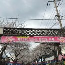 제주 전농로 왕벚꽃 축제후기