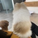 반곡동 작은동물병원 네이버블로그