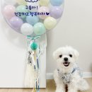 헬로폼폼 이미지