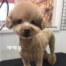까까몽 애견미용실 이미지