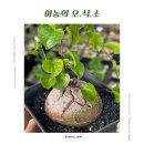 오*식 - 안양시 만안구 소곡로 78 | 오*식