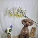 주견야DOG 이미지