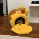 쿠쿠펫(KOOKOOPET) 이미지