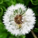 민들레의원 이미지