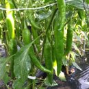 금주농장 이미지