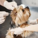 하나로동물병원 이미지