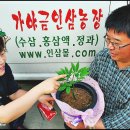 부부인삼농원