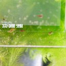 물생활 6개월차 구피 코리 안시 등 용궁가이드 된 후기