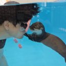 수달수영장 이미지