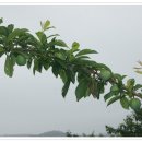 푸른농장B 이미지