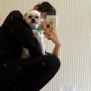 익산 반려견 미용 잘하는 곳 영등동 어양동 꼬몽펫살롱 가위컷 스포팅 나노 버블 오존수 샤워