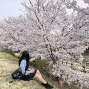 분당-177 | [실시간] 2026 분당 벚꽃 명소 운중천 개화 상황! 성남 벚꽃 9경 피크닉 명당&amp; 포토존 정리