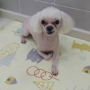 엘케이동물의료센터 이미지