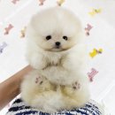 퍼피몽(애견분양) 이미지