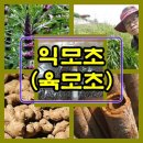 매화건강원