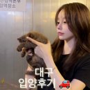 해외 품종묘 먼치킨 입양:) 초코셀커크랙스 입양후기