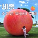 조치원천막 | [세종] 7/25 - 27, 조치원 복숭아 축제 방문 후기