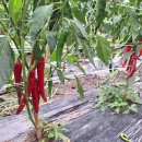 2025년산 햇 건고추(반 태양초)판매합니다. 이미지