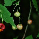참회나무(Euonymus)속 열매 비교하기(참회나무, 회나무, 나래회나무, 회목나무, 참빗살나무) 이미지
