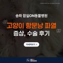 가락종합동물병원 | 가락 동물병원 고양이 항문낭 파열 증상 수술 후기