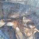 수산물회센터1,2층 | [전곡항나들이] 전곡항수산물센터 108호 스타호 회 농어2kg 포장&amp;전곡항 쭈꾸미 낚시 후기/전곡항횟집추천!