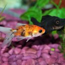 황상초교 이미지