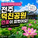 연꽃불교마을 | 전주 덕진공원 연꽃 개화 현황! 7월 지금 가면 얼마나 피었을까?