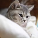 발렌헤어 이미지