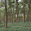 자연송림 이미지