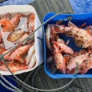 제주도 바다 배낚시 체험 야간 한치낚시 가격 예약 정보